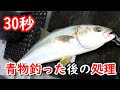 釣れた青物を2倍美味しく長持ちさせる方法!30秒でブリ、ワラサ、イナダ、ヒラマサの処理 〆めと血抜き方法