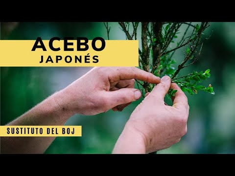 Video: Información de acebo japonés: cómo cuidar las plantas de acebo japonés