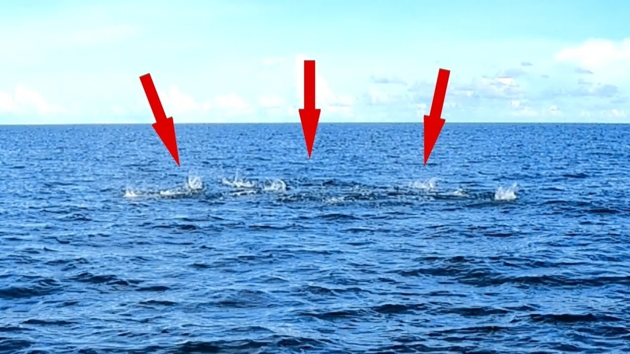 Rejeki tak terduga..! Dikira hanya kawanan ikan tongkol tenyata tercampur dengan kawanan ikan ini