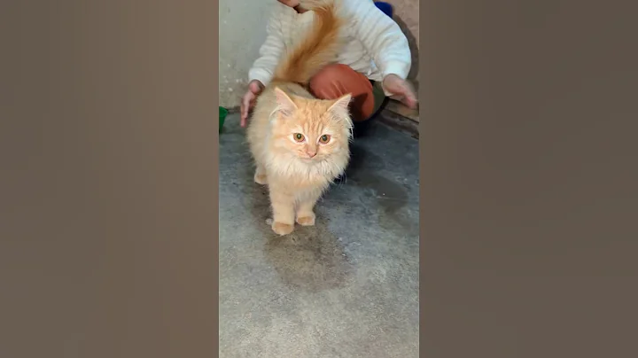 Video 11686491: cats funnycats funnycatvideos, cats funnycats compilation, cute cat, funny cat