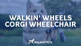 Walkin Wheels Corgi Wheelchair!