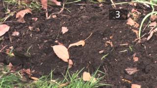 How and When To Plant Tulip Bulbs