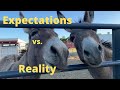 My expectations versus my reality  living with donkeys