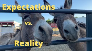 My expectations versus my reality  living with Donkeys.