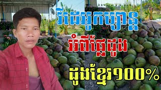 វីដេអូកម្សាន្ដ អំពីផ្លែដូងខ្មែរ១០០%វីដេអូកម្សាន្ដ អំពីផ្លែដូងខ្មែរ១០០%