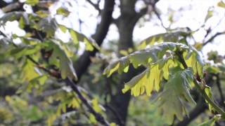 iMOVIE TEST: TITLE SEQUENCE