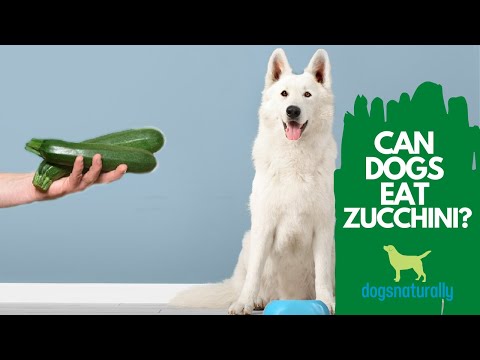 Can Dogs Eat Zucchini? 4 Reasons to Feed This to Your Dog