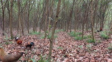 Bẫy gà rừng kèo xuyên đôi , bổi tơ siêu hăng