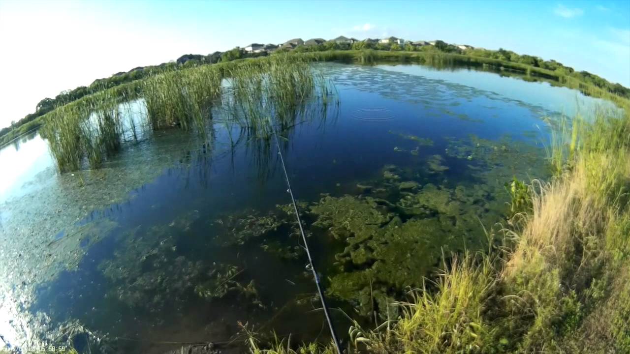 Texas Pond Bass Perch Fishing YouTube texas-pond-bass-perch-fishing-youtube