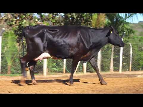 LOTE 71 4476 CG