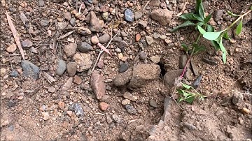 White - throated Snapping Turtle, Critically endangered