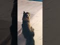 fight btw cuties #cat #fight #cute #short #short video #youtube #friendship forever