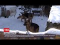 Новини України: у Нововолинську виявили понад десяток вівчарок на одному обійсті