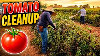 Removing Tomato String Stakes