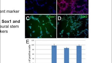 Rapid induction of neural stem cells without the need for EB formation