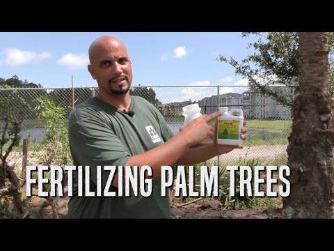 Video: Pindo-palmen voeren: hoeveel kunstmest heeft een pindo-palm nodig