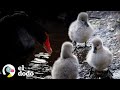 Mira a estos bebés blancos y esponjosos convertirse en los cisnes negros más hermosos | El Dodo