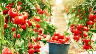 Amazing Greenhouse Tomatoes Farming  Greenhouse Modern Agriculture Technology