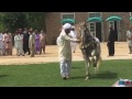 Horse dance  mh sultania awan horse neza baaz club 