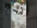 Cat And Dog Having Sex What