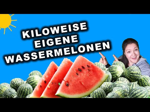 Video: Melonen für Gärten der Zone 5: Auswahl von kurzen Sommermelonenpflanzen