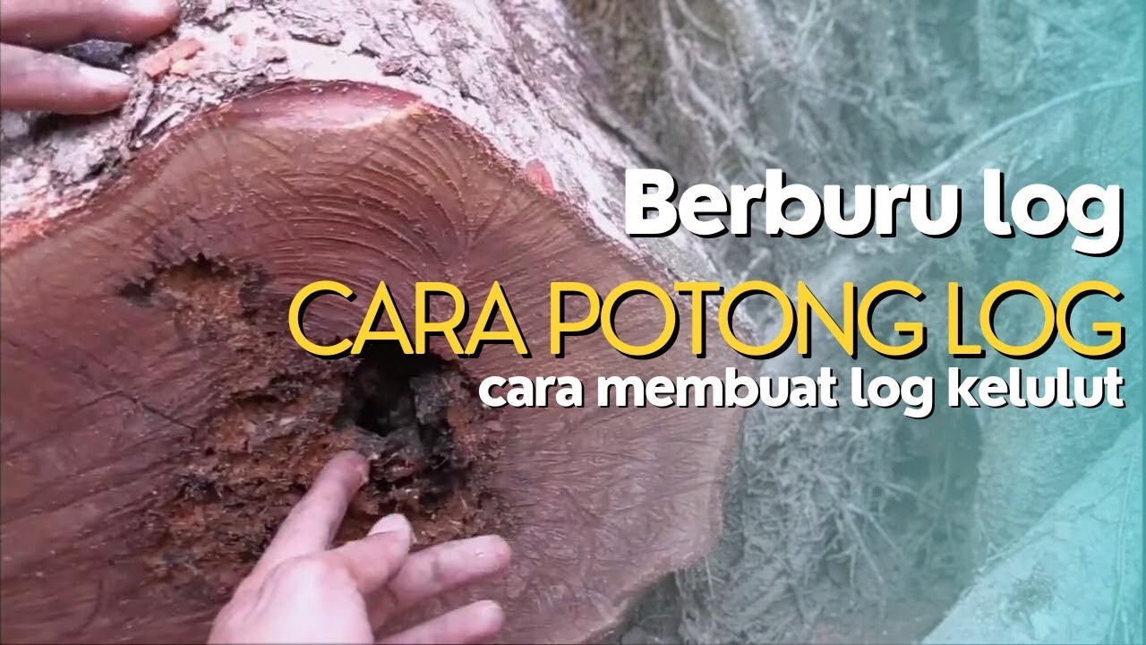 Berburu Log Kelulut kehutan Rawa