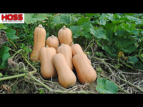 Video: Botterskorsiepampoen (Waltham Butternut Squash) Is 'n Ongelooflike Smaaklike Variëteit