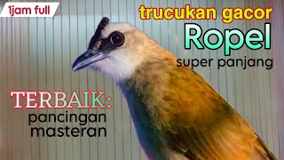 trucukan gacor ropel super panjang TERBAIK untuk pancingan masteran pagi malam