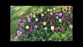 Beautiful Flowers In Gavnø , Denmark