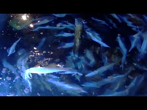 新着 動画 朝日新聞デジタル