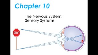 Chapter 10 Physio ~  Sensory Systems:  Parts 1 & 2