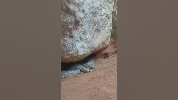 Woma Python | Endangered | Snake | Rare Reptile | Australia