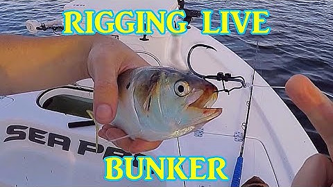 How we Rig a live Bunker Pogie Rig for DRIFTING  Menhaden Clip Rig