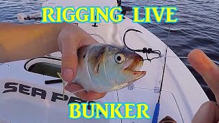How we Rig a live Bunker Pogie Rig for DRIFTING Menhaden Clip Rig 
