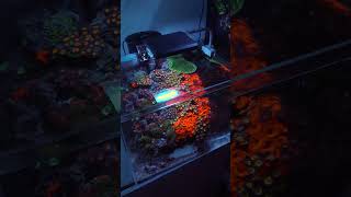 Do you like floating reef tanks? 🤩#aquarium #reefaquarium #reeftank #fishtank #zoagarden
Do you like floating reef tanks? 🤩#aquarium #reefaquarium #reeftank #fishtank #zoagarden Do you like floating reef tanks? 🤩#aquarium #reefaquarium #reeftank #fishtank #zoagarden