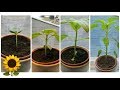 Sunflower timelapse (1 month)