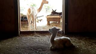 Baby Alpaca Sounds