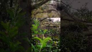 Prehistoric Monster | FOUND