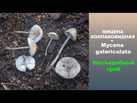 НЕСЪЕДОБНЫЙ ГРИБ! Мицена  колпаковидная - Mycena galericulata.