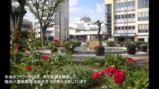 平塚駅南口広場のバラ「アイスバーグ」「アンダルシアン」2015年10月15日