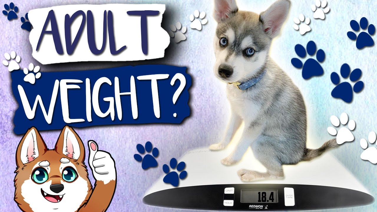 Predict Alaskan Klee Kai Adult Weight With A Puppy Calculator! 