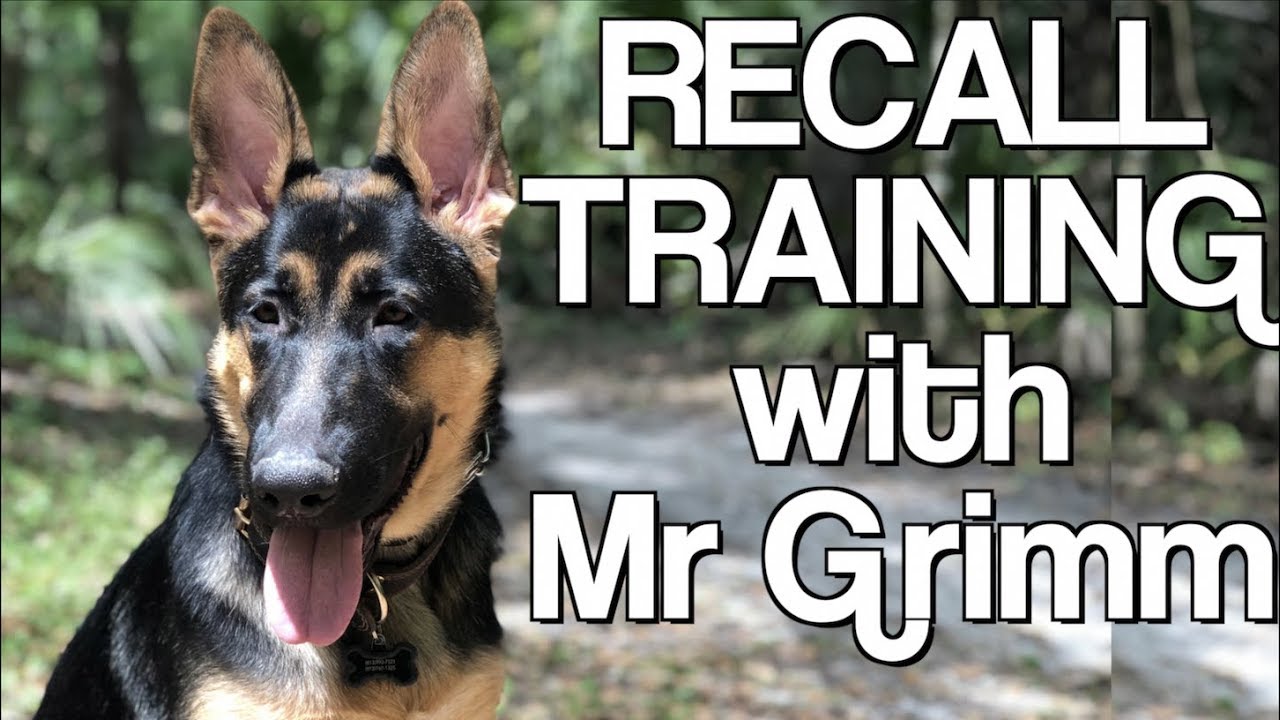 Recall Training With Pitbull And German Shepherd Puppy Youtube