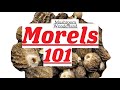 Morels 101! All about early, false, natural, and burn morels.