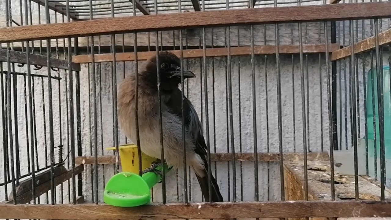 تغريد طاءر الوطواط المغربيbulbul des jardin(البيطرو _بلبل الحدائق_اليطروك)