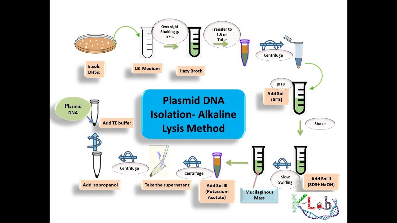 Plasmid DNA Isolation By Alkaline Lysis Method PLASMID DNA ISOLATION
