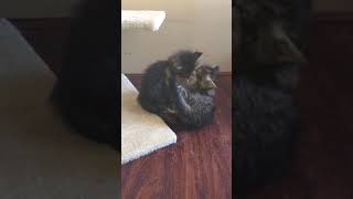 Kittens playing in nursery (American Bobtail/Siberian) by Hopes Cattery 1 view 4 years ago 2 minutes, 28 seconds