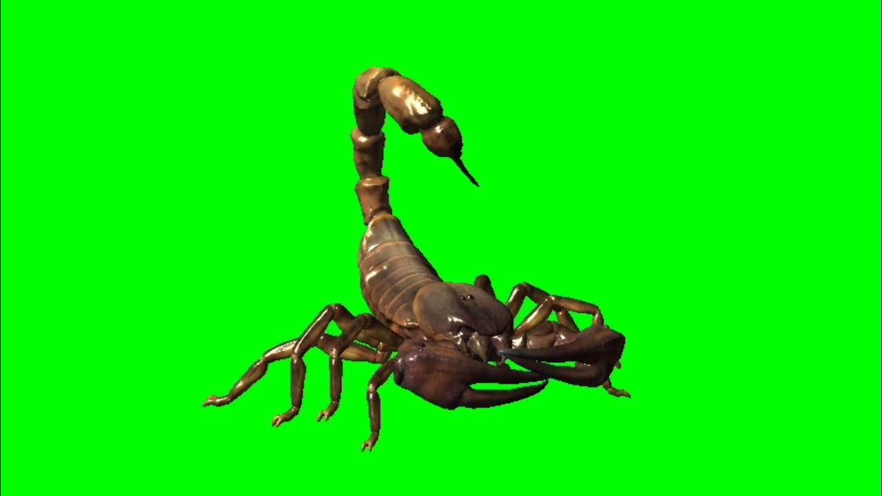 Scorpion // Crawl left scorpion // Scorpion crawl left // scorpion walk