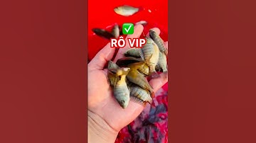 ✅ Lên ao Cá Rô Phi dòng VIP cho bà con chăn nuôi #carophi Hải Phòng 0962734709 #giathuysan #tilapia