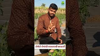 टोमॅटो रोपांची घ्यावयाची काळजी 🍅 #shortvideo