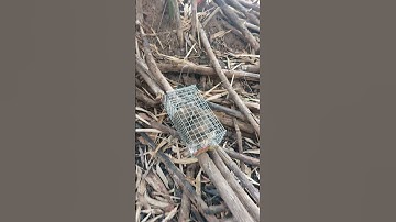 mồi bẫy sóc cực kỳ hiệu quả, săn bắt sinh tồn #shorts